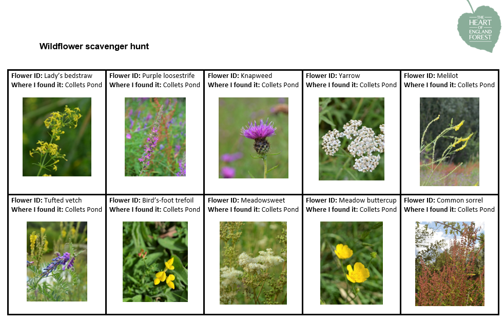 Wildflower scavenger hunt Heart of England Forest